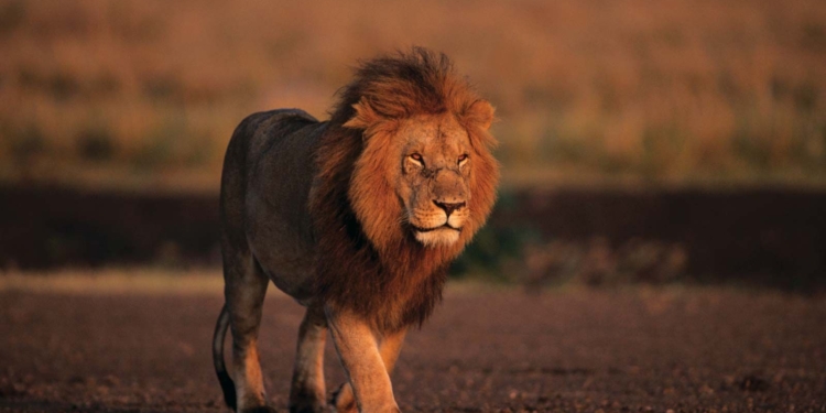 Lion couple from Gujarat to reach Jambu Zoo tomorrow