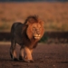 Lion couple from Gujarat to reach Jambu Zoo tomorrow