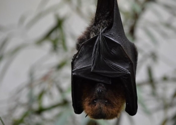 New bat virus with potential to infect humans discovered in Thailand: Report