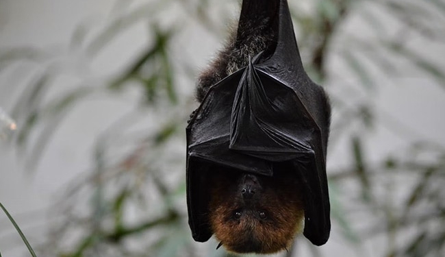 New bat virus with potential to infect humans discovered in Thailand: Report