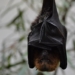 New bat virus with potential to infect humans discovered in Thailand: Report