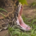 Woman who went missing found inside a Python after 3 days