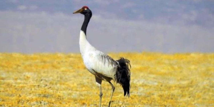Ladakh’s Black-Necked Crane Faces Growing Challenges to Survival