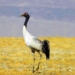 Ladakh’s Black-Necked Crane Faces Growing Challenges to Survival