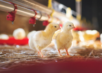 FCIK Calls for Polcy Overhaul to Revitalize Poultry in J&K