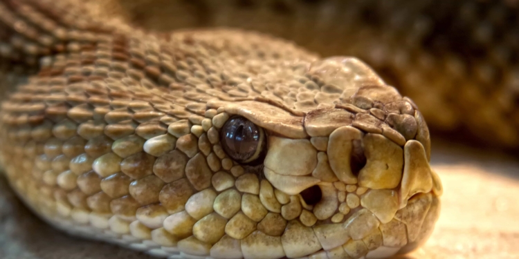 Centre declares snakebites a notifiable disease in India