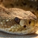 Centre declares snakebites a notifiable disease in India