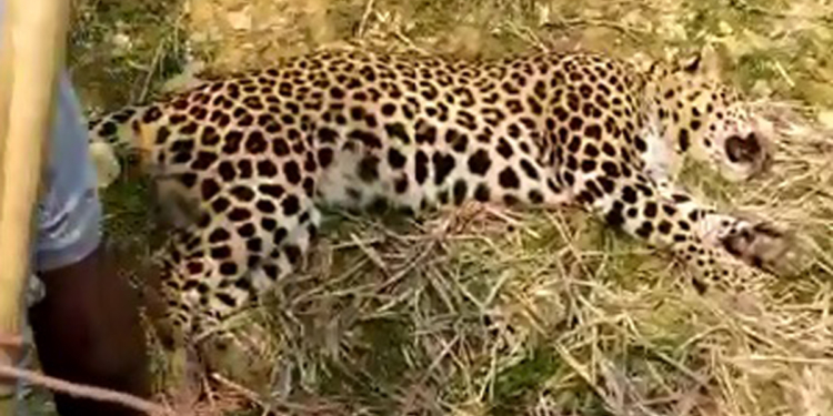 Leopard found dead in Rajouri