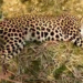 Leopard found dead in Rajouri