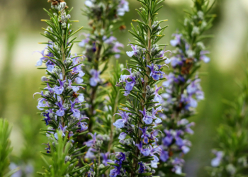 Climate change is making plants less nutritious