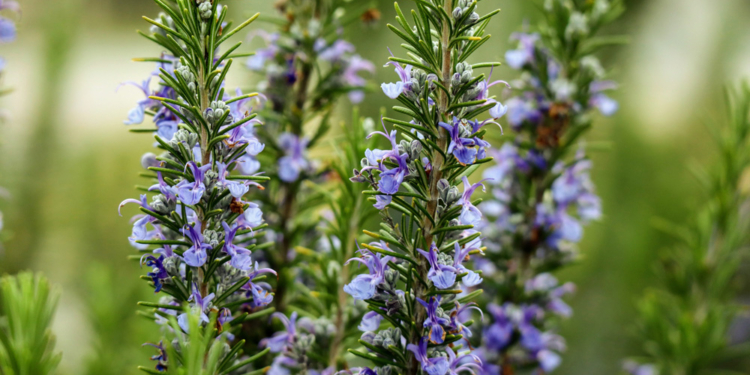 Climate change is making plants less nutritious