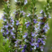 Climate change is making plants less nutritious