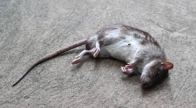 Dead Mice Found in Oil Tin of Street Vendor Near Hazratbal Shrine