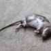 Dead Mice Found in Oil Tin of Street Vendor Near Hazratbal Shrine