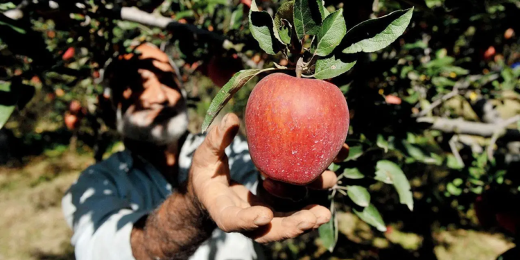Trump Tariff announcement creates panic among Kashmiri apple growers