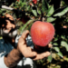 Trump Tariff announcement creates panic among Kashmiri apple growers