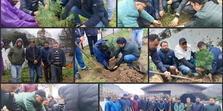 Kashmir Concern and Forestry Division SMC Commemorate Chinar Day