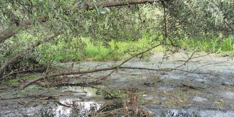 EPG Slams Unscientific Water Drainage at Hokersar, Warns of Ecological Catastrophe and Bird Deaths