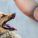 J&K Govt Forms UT, District Committees to Implement Supreme Court’s Stray Dog Management Rules: Schools, Hospitals, Railway Stations to Be Cleared