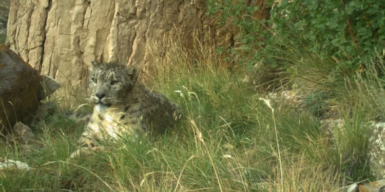 Snow Leopard Census Counts 9 Big Cats in J&K; First-Ever Scientific Assessment Completed