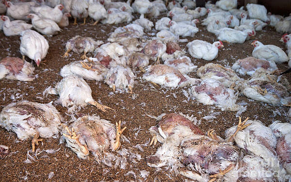 119 dead chickens with ‘clean’ certificate shake Kashmir’s food safety claims
