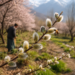 Kashmir’s Spring Arrives a Month Early as February Heat Triggers Unseasonal Bloom