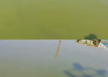 ‘Procedural Lapse’ Behind Dal Lake Bloom, Claims Environmental Policy Group